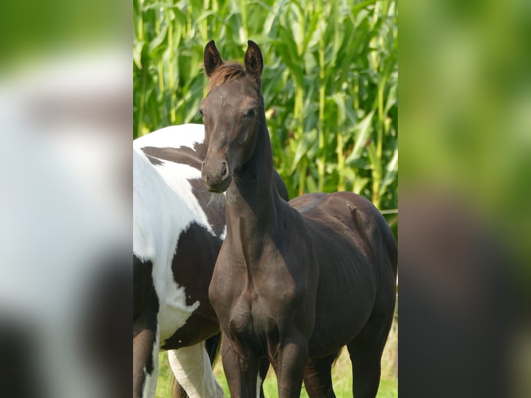 Belgisch Warmbloed Hengst 1 Jaar 140 cm Zwartbruin in Bocholt