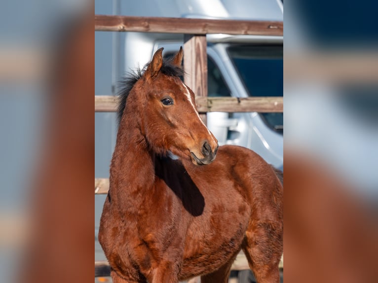 Belgisch Warmbloed Hengst 1 Jaar 145 cm  in GROTE-BROGEL