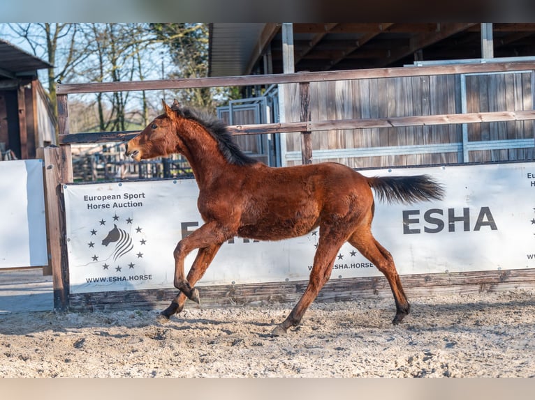 Belgisch Warmbloed Hengst 1 Jaar 145 cm  in GROTE-BROGEL