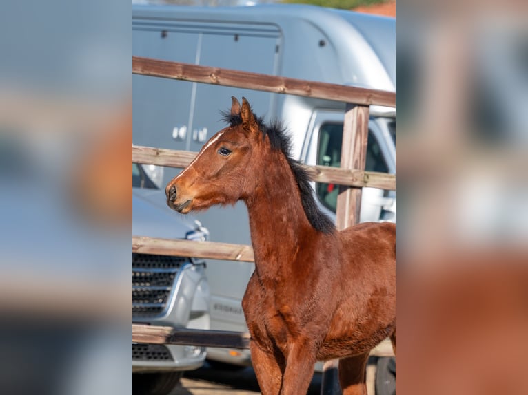Belgisch Warmbloed Hengst 1 Jaar 145 cm  in GROTE-BROGEL