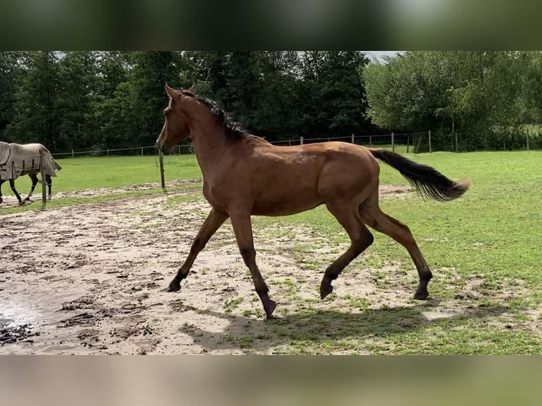 Belgisch Warmbloed Hengst 1 Jaar 160 cm Bruin in Vorselaar