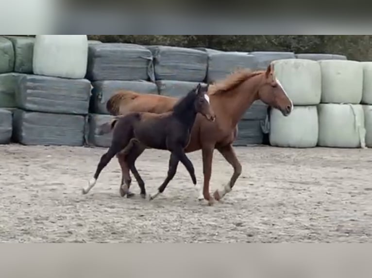 Belgisch Warmbloed Hengst 1 Jaar 168 cm Bruin in Oosterzele