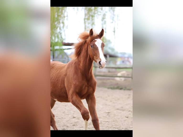 Belgisch Warmbloed Hengst 1 Jaar 173 cm Vos in Neuenkirchen-Vörden