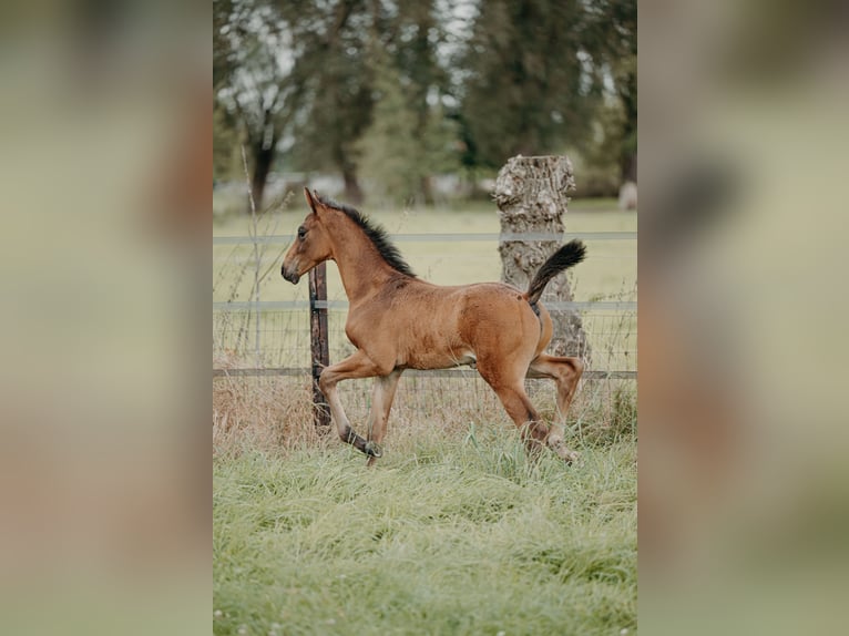 Belgisch Warmbloed Hengst 1 Jaar Bruin in Ranst