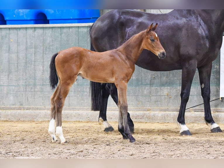 Belgisch Warmbloed Hengst 1 Jaar Bruin in Denderhoutem