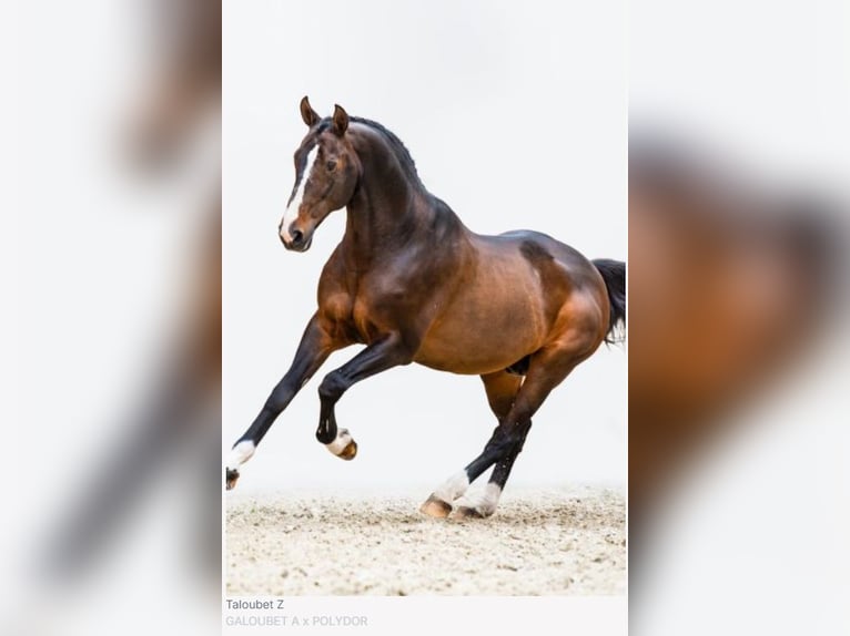 Belgisch Warmbloed Hengst 1 Jaar Bruin in Lokeren