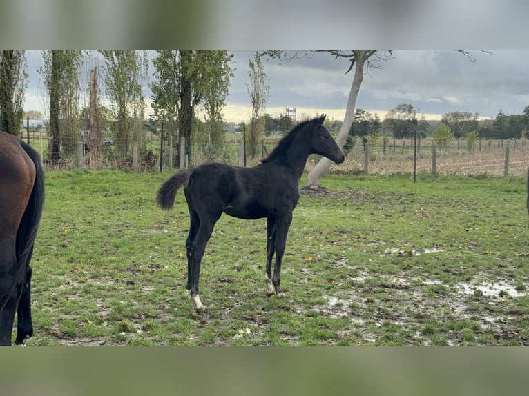 Belgisch Warmbloed Hengst 1 Jaar Donkerbruin in Zemst