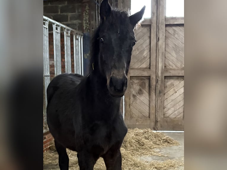Belgisch Warmbloed Hengst 1 Jaar Donkerbruin in Zemst