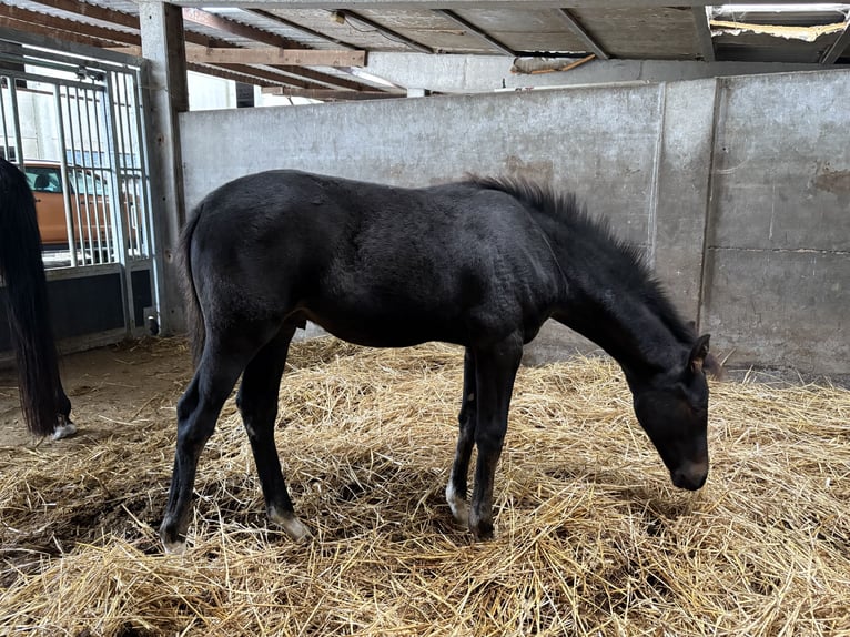 Belgisch Warmbloed Hengst 1 Jaar Donkerbruin in Zemst