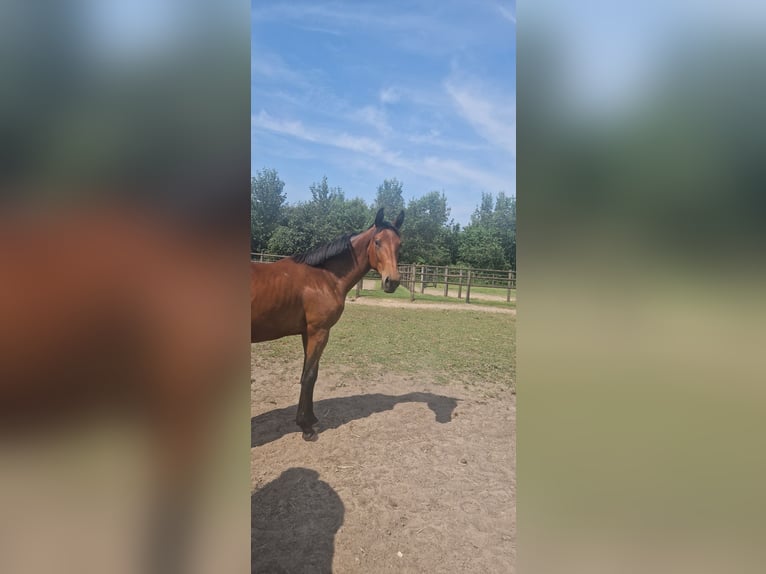 Belgisch Warmbloed Hengst 1 Jaar Lichtbruin in Kalfort