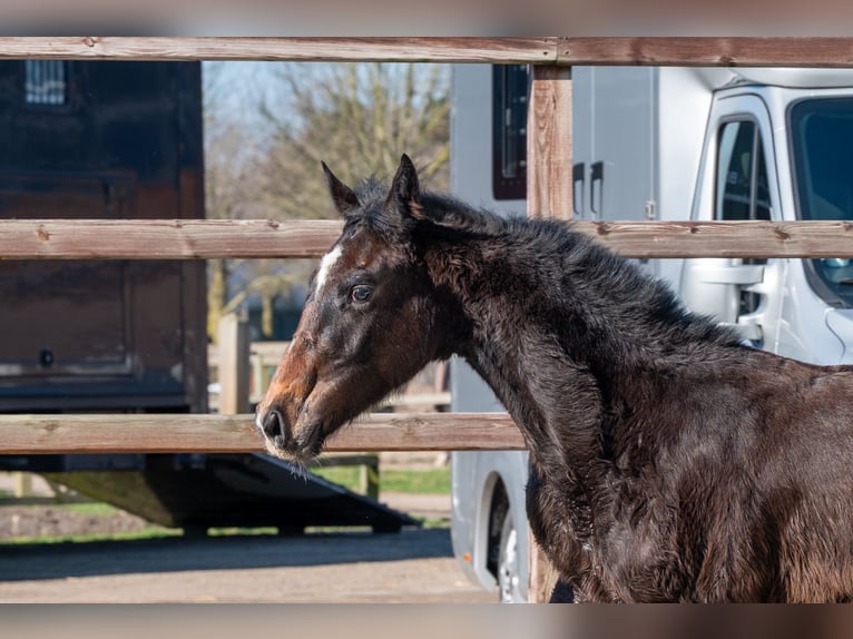 Belgisch Warmbloed Hengst 1 Jaar  in GROTE-BROGEL