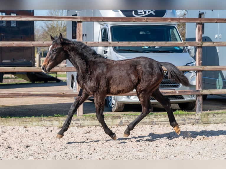 Belgisch Warmbloed Hengst 1 Jaar  in GROTE-BROGEL