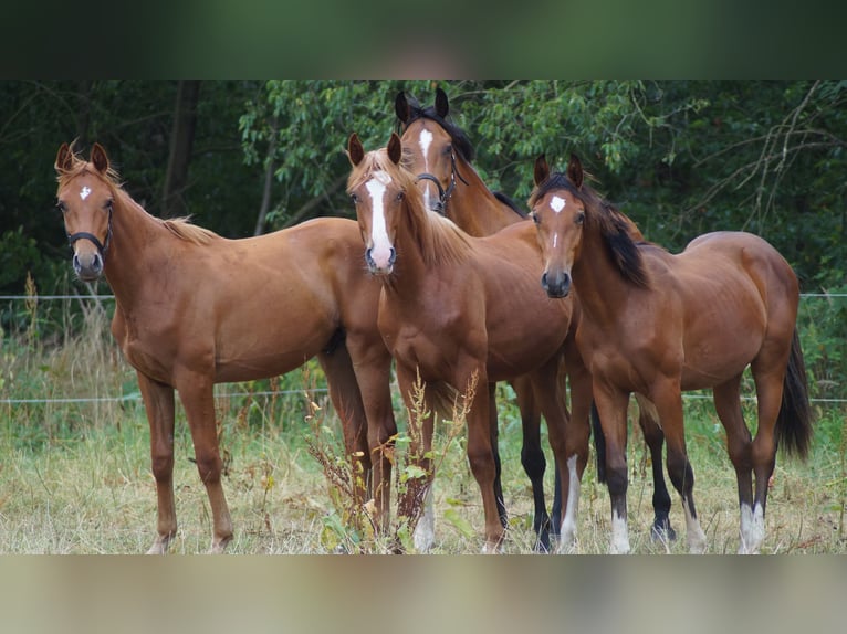 Belgisch Warmbloed Hengst 1 Jaar Vos in Neuenkirchen-Vörden