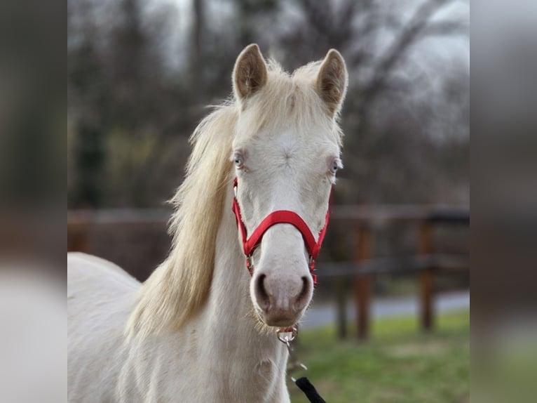 Belgisch Warmbloed Hengst 2 Jaar 137 cm Perlino in Visz