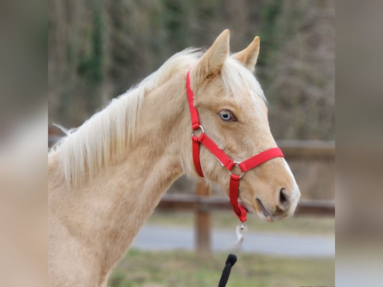 Belgisch Warmbloed Hengst 2 Jaar 138 cm Palomino in Visz