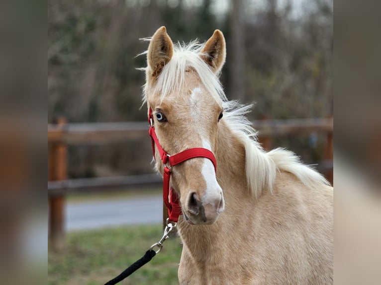 Belgisch Warmbloed Hengst 2 Jaar 138 cm Palomino in Visz