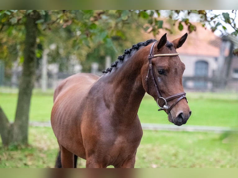 Belgisch Warmbloed Hengst 2 Jaar 142 cm Donkere-vos in GROTE-BROGEL