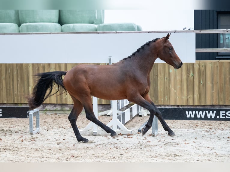 Belgisch Warmbloed Hengst 2 Jaar 142 cm Donkere-vos in GROTE-BROGEL