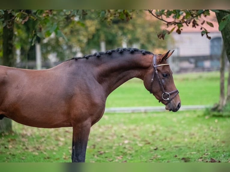 Belgisch Warmbloed Hengst 2 Jaar 142 cm Donkere-vos in GROTE-BROGEL