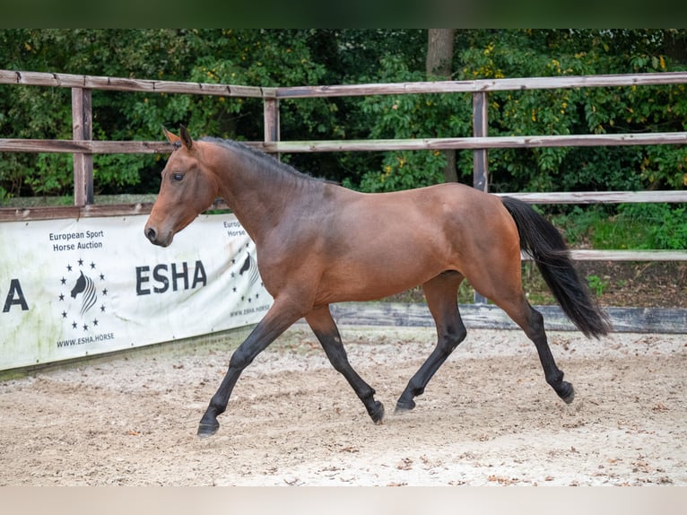 Belgisch Warmbloed Hengst 2 Jaar 142 cm Donkere-vos in GROTE-BROGEL