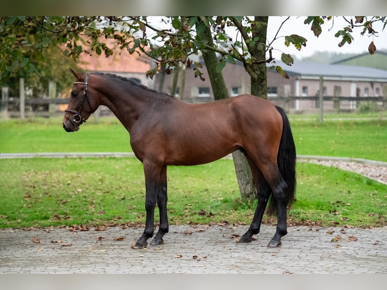 Belgisch Warmbloed Hengst 2 Jaar 142 cm Donkere-vos in GROTE-BROGEL