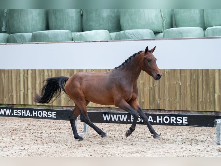 Belgisch Warmbloed Hengst 2 Jaar 142 cm Donkere-vos in GROTE-BROGEL