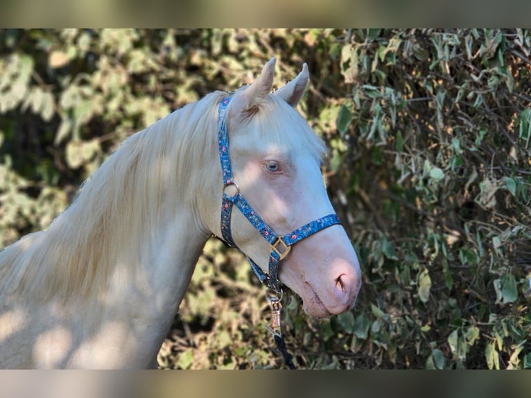 Belgisch Warmbloed Hengst 2 Jaar 148 cm Perlino in Visz