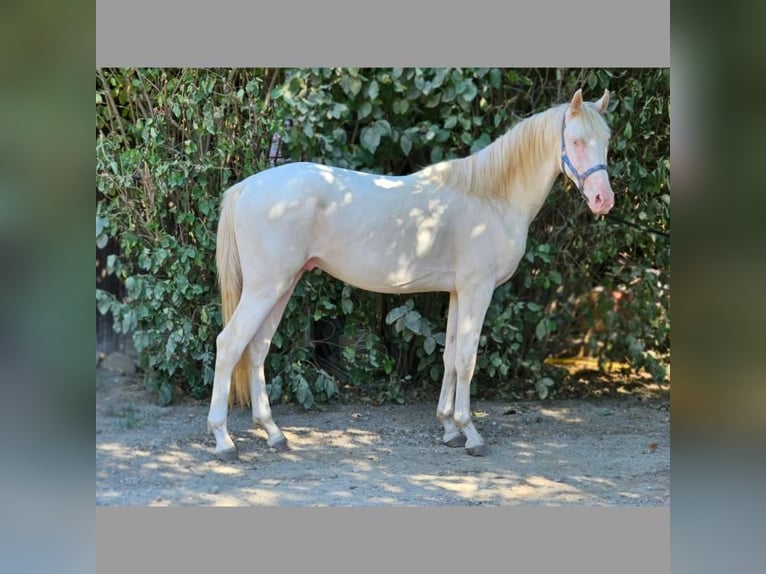 Belgisch Warmbloed Hengst 2 Jaar 148 cm Perlino in Visz