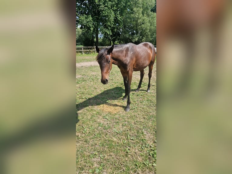 Belgisch Warmbloed Hengst 2 Jaar 150 cm Donkerbruin in Puurs