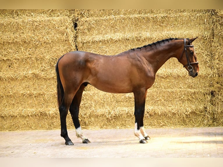 Belgisch Warmbloed Hengst 2 Jaar 152 cm Donkerbruin in Bladel