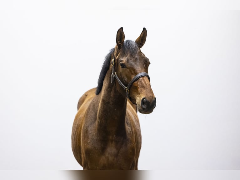 Belgisch Warmbloed Hengst 2 Jaar 153 cm  in Waddinxveen