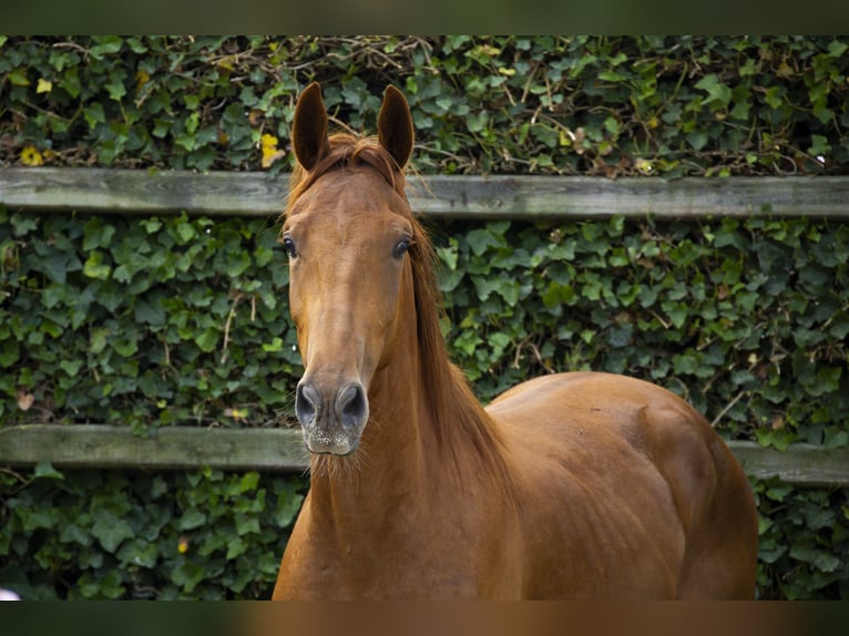 Belgisch Warmbloed Hengst 2 Jaar 153 cm Vos in Waddinxveen