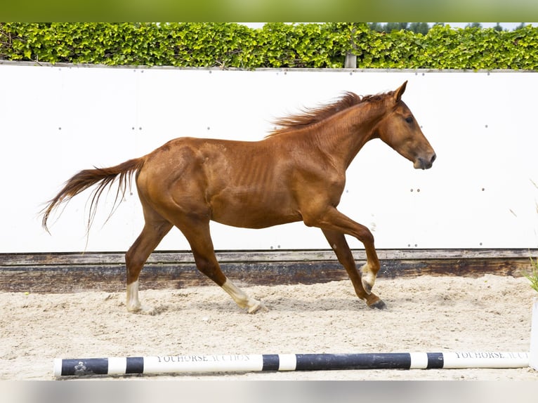 Belgisch Warmbloed Hengst 2 Jaar 153 cm Vos in Waddinxveen