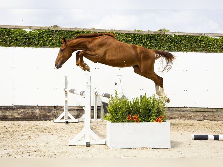 Belgisch Warmbloed Hengst 2 Jaar 153 cm Vos in Waddinxveen