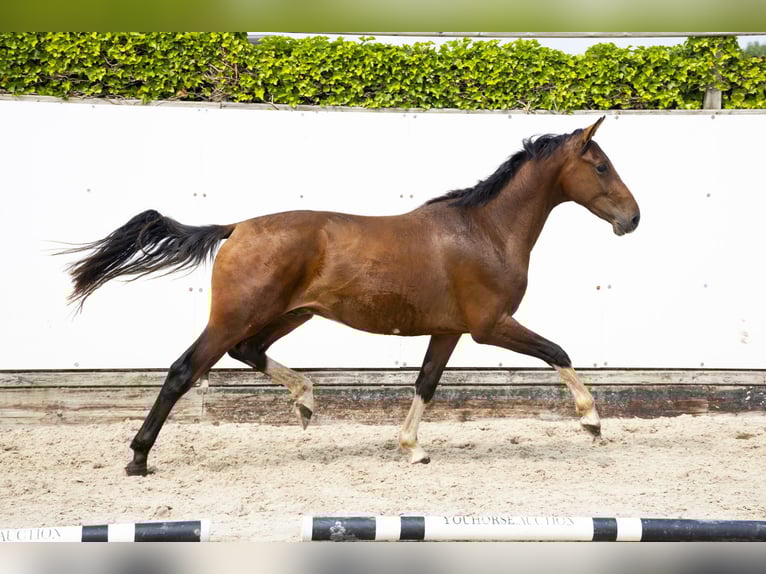 Belgisch Warmbloed Hengst 2 Jaar 154 cm Bruin in Waddinxveen