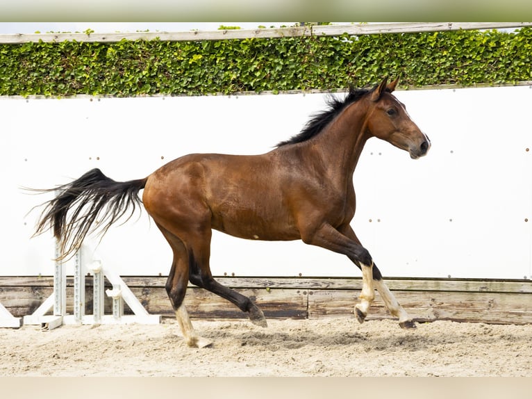 Belgisch Warmbloed Hengst 2 Jaar 154 cm Bruin in Waddinxveen