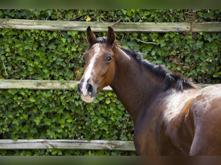 Belgisch Warmbloed Hengst 2 Jaar 154 cm Bruin in Waddinxveen