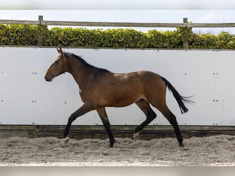 Belgisch Warmbloed Hengst 2 Jaar 154 cm Donkerbruin in Waddinxveen