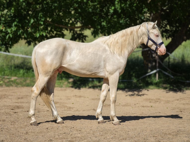 Belgisch Warmbloed Hengst 2 Jaar 156 cm Cremello in Visz