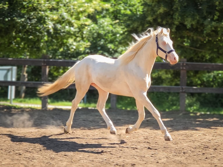 Belgisch Warmbloed Hengst 2 Jaar 156 cm Cremello in Visz