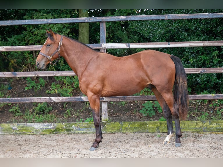 Belgisch Warmbloed Hengst 2 Jaar 157 cm Bruin in GROTE-BROGEL