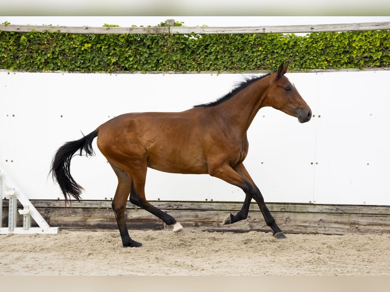 Belgisch Warmbloed Hengst 2 Jaar 157 cm Donkerbruin in Waddinxveen