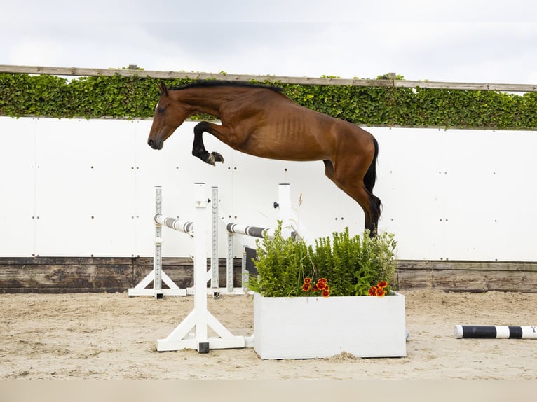 Belgisch Warmbloed Hengst 2 Jaar 157 cm Donkerbruin in Waddinxveen