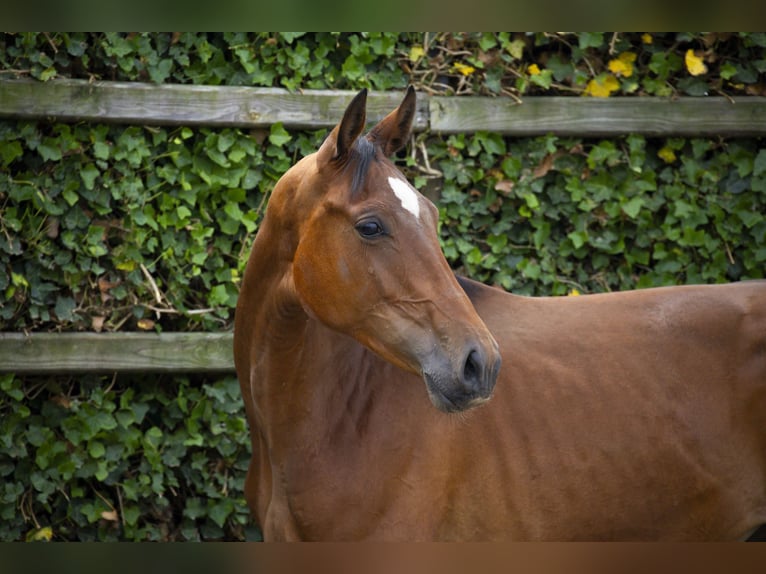 Belgisch Warmbloed Hengst 2 Jaar 157 cm Donkerbruin in Waddinxveen