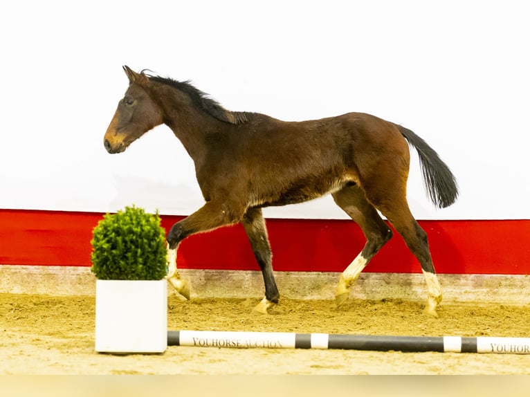 Belgisch Warmbloed Hengst 2 Jaar 160 cm Bruin in Waddinxveen