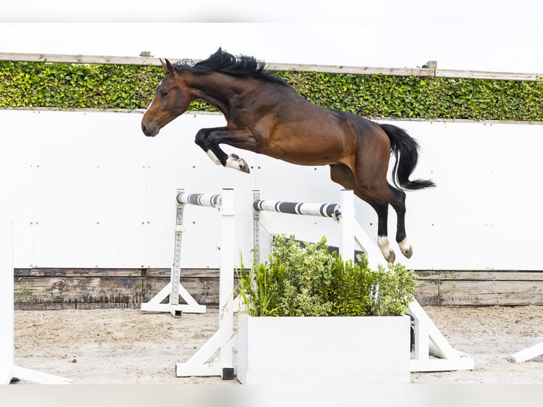 Belgisch Warmbloed Hengst 2 Jaar 160 cm Bruin in Waddinxveen