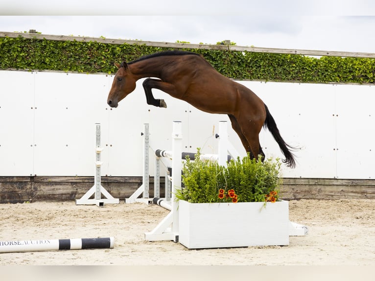 Belgisch Warmbloed Hengst 2 Jaar 160 cm Donkerbruin in Waddinxveen