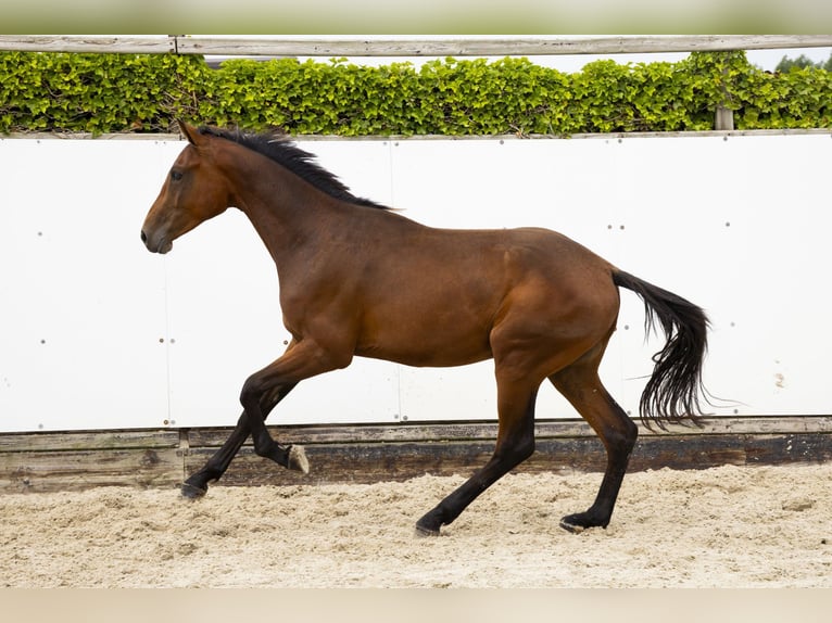 Belgisch Warmbloed Hengst 2 Jaar 160 cm Donkerbruin in Waddinxveen