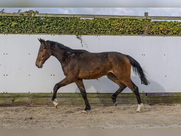Belgisch Warmbloed Hengst 2 Jaar 161 cm Bruin in Waddinxveen
