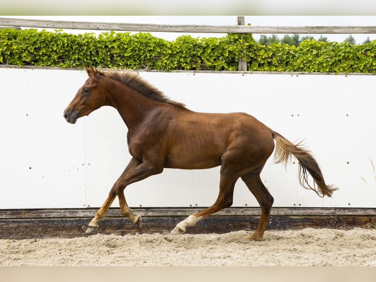 Belgisch Warmbloed Hengst 2 Jaar 164 cm Vos in Waddinxveen